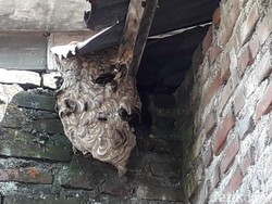 Kawanan Lebah di Kediri Ngamuk, 5 Bocah SD Jadi Korban