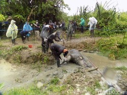 Ini Dugaan Penyebab Kematian Badak Manggala