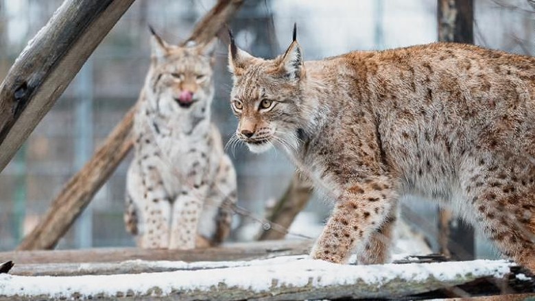 Lynx Balkan, Makedonia Utara (CNN Travel) Lynx Balkan, Makedonia Utara (CNN Travel)