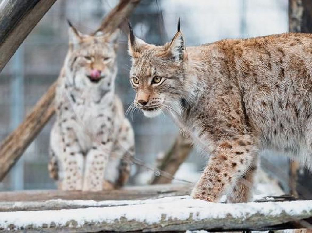 Haru Biru Cerita Pelindung Lynx, Kucing Langka Hampir Punah Haru Biru Cerita Pelindung Lynx, Kucing Langka Hampir Punah