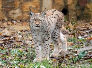 Potret Kucing Lynx Balkan yang Paling Langka dan Pelindungnya Potret Kucing Lynx Balkan yang Paling Langka dan Pelindungnya