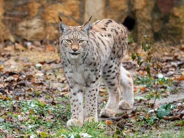 Potret Kucing Lynx Balkan yang Paling Langka dan Pelindungnya