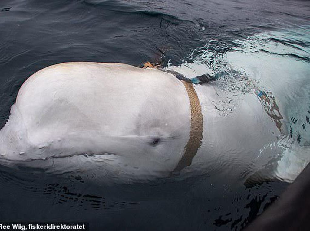 Paus Beluga Diduga Mata-mata Rusia Ambil Ponsel Tercebur di Laut
