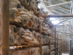 Bisnis Jamur, Anak Tukang Bangunan Kantongi Rp 165 Juta/Bulan