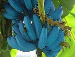 Blue Java Banana, Pisang Unik Berkulit Biru yang Punya Rasa Seperti Es Krim