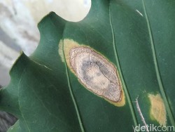 Cerita Warga Garut Soal Daun yang Mirip Wajah Manusia