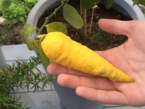 Bentuknya Aneh! Lemon Mirip Wortel hingga Telur Seperti Es krim