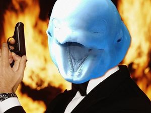 Hewan yang Menjadi Mata-mata, Paus Beluga, Kucing Hingga Kelelawar Hewan yang Menjadi Mata-mata, Paus Beluga, Kucing Hingga Kelelawar