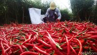 Begini Jurus Redam Inflasi yang Dipicu Harga Cabai