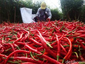 Harga Cabai Merah dan Bawang Putih Sumbang Inflasi Terbesar Mei