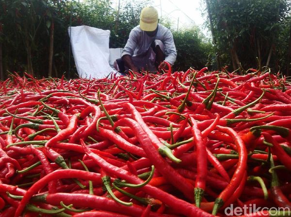 Begini Jurus Redam Inflasi yang Dipicu Harga Cabai