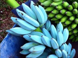 5 Fakta Unik Pisang Biru, Buah Ajaib yang Cantik dan Rasanya Mirip Es Krim