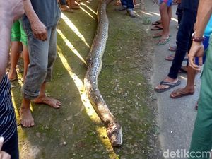 Bocah 8 Tahun di Muna Sultra Nyaris Diterkam Ular Piton