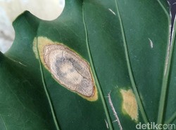 Geger Daun Mirip Wajah Manusia di Garut