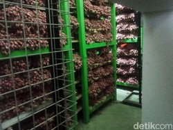 Catatan Wamendag buat Perbaikan Pengelolaan Gudang Bawang