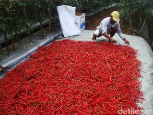 Jelang Lebaran, Harga Cabai Merah Naik Jadi Rp 30.000/Kg Jelang Lebaran, Harga Cabai Merah Naik Jadi Rp 30.000/Kg