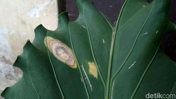 Penampakan Daun Mirip Wajah Manusia Gegerkan Warga Garut