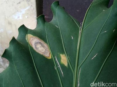 Penampakan Daun Mirip Wajah Manusia Gegerkan Warga Garut