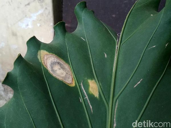 Penampakan Daun Mirip Wajah Manusia Gegerkan Warga Garut