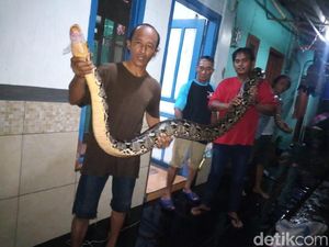 Ular Piton Sepanjang 5 Meter Ditangkap di Tengah Banjir Sidoarjo