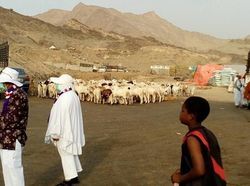 Potret Khakiyah, Pasar Hewan Kurban di Makkah