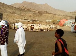 Potret Khakiyah, Pasar Hewan Kurban di Makkah