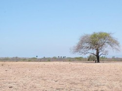 Indahnya Savana Bekol Baluran, Seperti Wallpaper Komputer