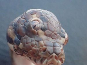 Ditemukan Ular Bermata Tiga di Darwin