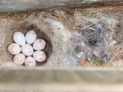 Kisah Burung Gelatik yang Dorong Pekerja di Kantor Ini Berhenti Merokok