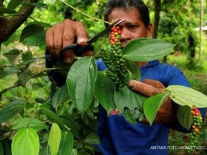 Kementan Ingin Kembalikan Kejayaan Rempah Kementan Ingin Kembalikan Kejayaan Rempah