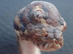 Viral Penemuan Ular Sanca Bermata Tiga, Kemungkinan Karena Mutasi