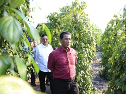 Mentan Lepas Ekspor 30 Ton Lada Asal Belitung