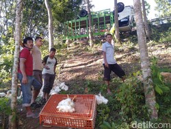 Hindari Motor, Truk Pengangkut 3 Ton Ayam Terbalik di Trenggalek