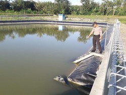 Seorang Bocah Tewas Tenggelam dalam Embung di Boyolali