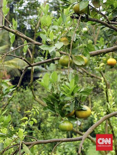 Sensasi Segar Makan Enak di Tepi Kebun Buah di Ubud
