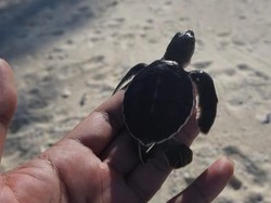 Melihat dari Dekat Konservasi Penyu di Pulau Pahat, Anambas