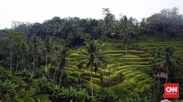Tegalalang