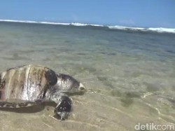 Bangkai Penyu Langka Ditemukan di Pantai Gunungkidul