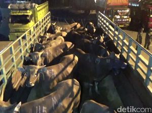 Kasus Sopir Truk Sapi yang Sebabkan Polisi Tewas Bisa Saja Selesai Damai Kasus Sopir Truk Sapi yang Sebabkan Polisi Tewas Bisa Saja Selesai Damai