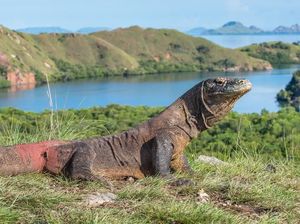 Tiket Rp 3,75 Juta Hanya Berlaku untuk Treking ke Pulau Komodo dan Padar Tiket Rp 3,75 Juta Hanya Berlaku untuk Treking ke Pulau Komodo dan Padar