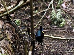 KLHK Kritik Wildlife Insights Besutan Google, Kenapa?