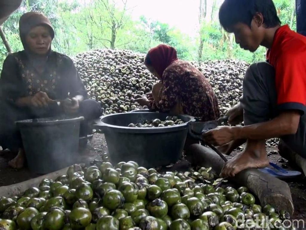 Berkah Bulan Ramadhan Bagi Petani Kolang-kaling Berkah Bulan Ramadhan Bagi Petani Kolang-kaling