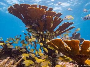 Forum Ilmuwan PBB: 1 Juta Spesies Hewan dan Tumbuhan Terancam Punah