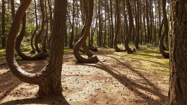 Foto: Hutan Pinus Bengkok yang Misterius