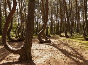 Foto: Hutan Pinus Bengkok yang Misterius