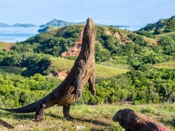 7 Pulau Bernama Hewan di Indonesia