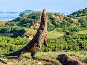 7 Pulau Bernama Hewan di Indonesia 7 Pulau Bernama Hewan di Indonesia
