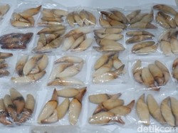 Penyelundupan Taring Beruang Berhasil Digagalkan di Bandara Pekanbaru