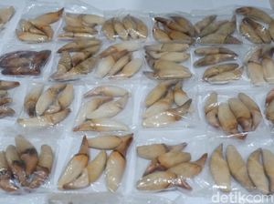 Penyelundupan Taring Beruang Berhasil Digagalkan di Bandara Pekanbaru Penyelundupan Taring Beruang Berhasil Digagalkan di Bandara Pekanbaru