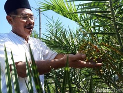 4 Tahun Eksperimen, 14 Jenis Kurma Bisa Tumbuh di Ponpes Ini